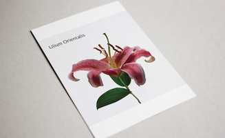 Thumbnail - Mockup of my illustration of orientatl lilies.